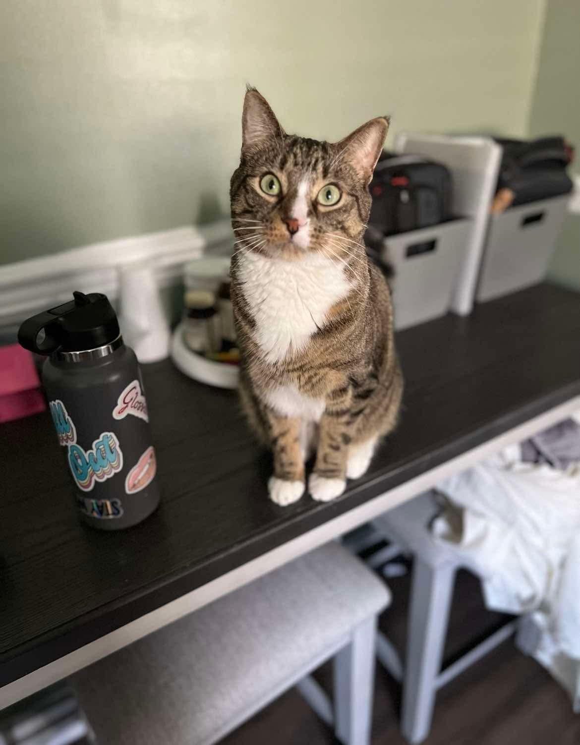 Enlarge Edmund, a Adoptable Domestic Short Hair in Nutley, NJ image 4/4