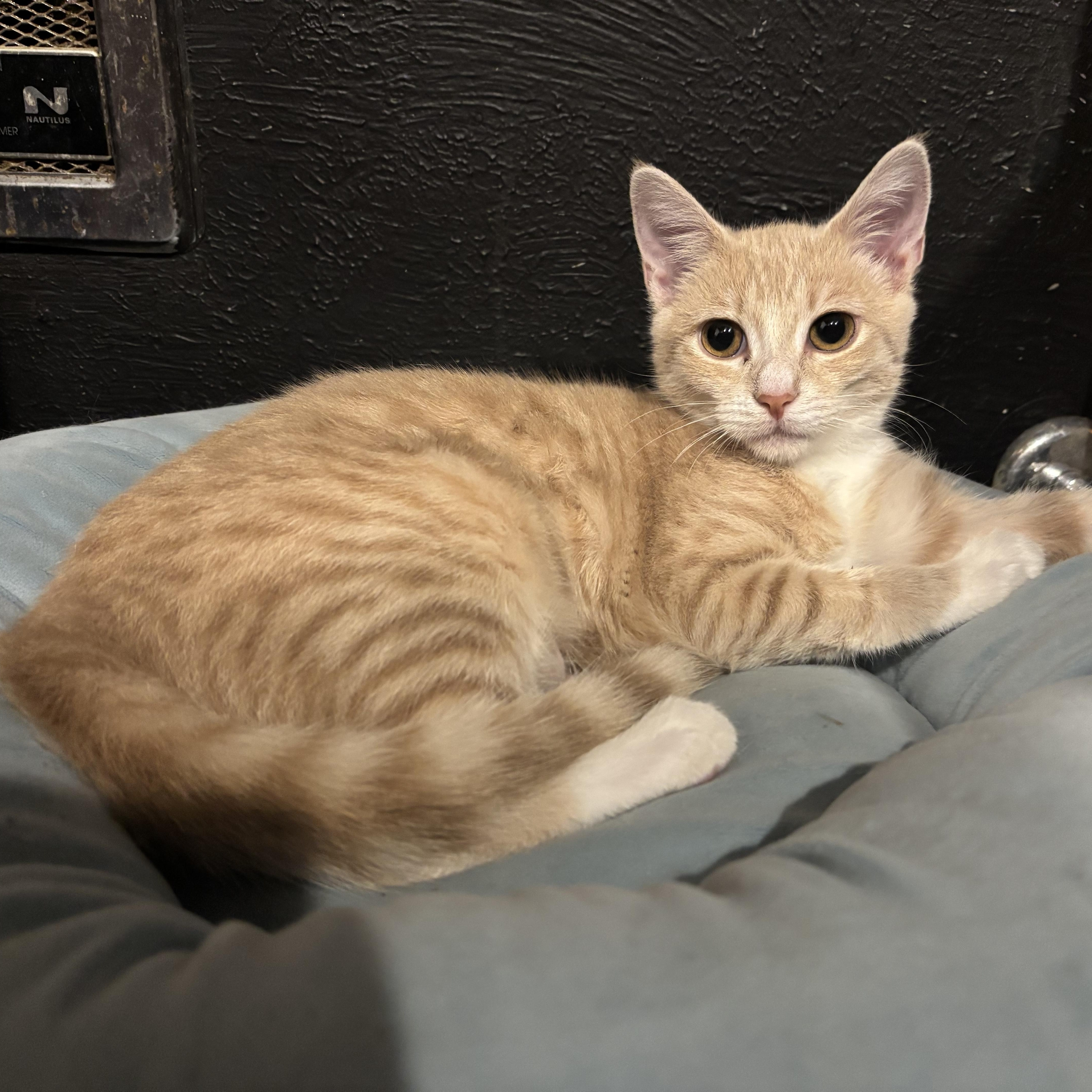 Enlarge Millie, a ADOPTABLE American Shorthair in Brookville, PA image 2/2