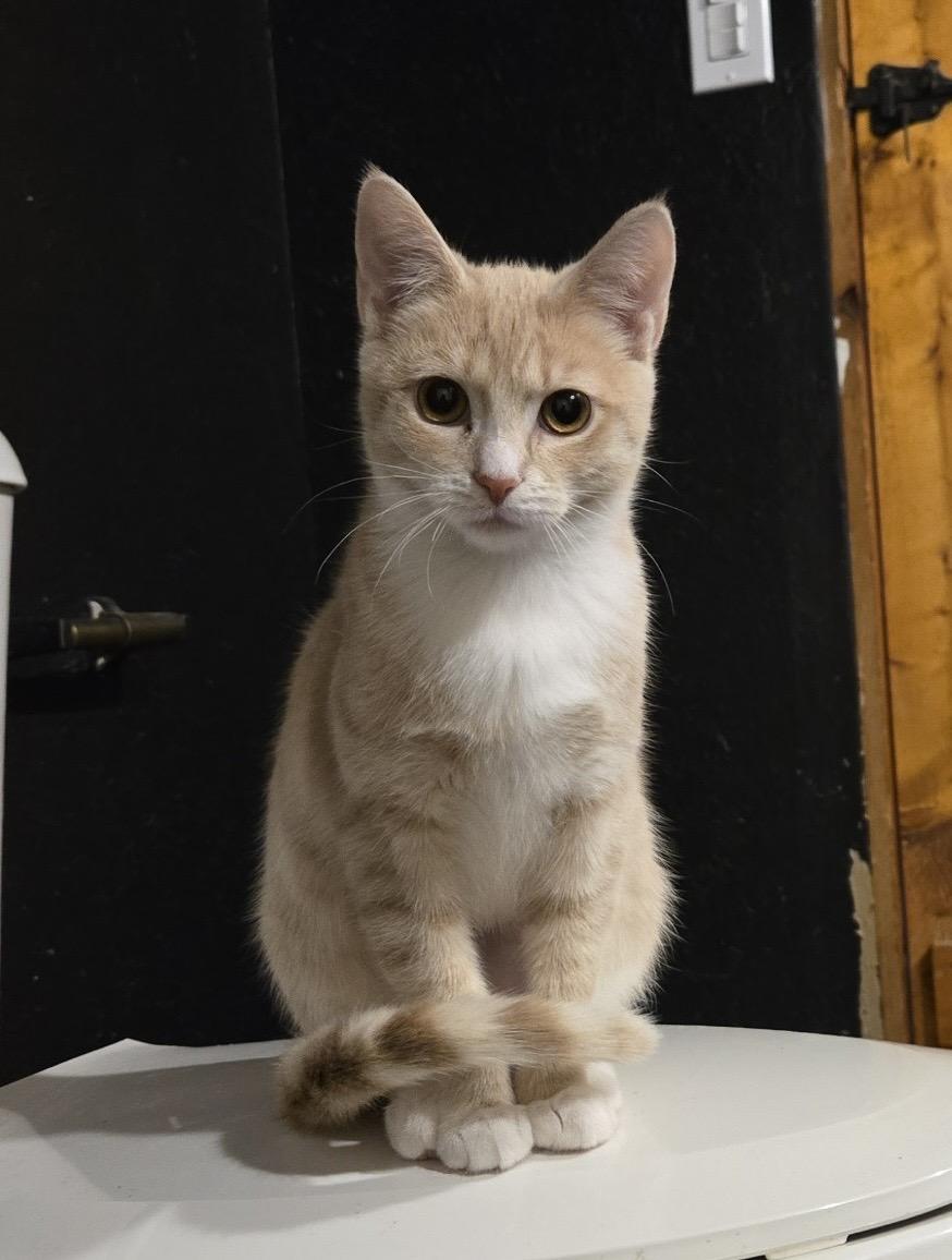 Enlarge Millie, a ADOPTABLE American Shorthair in Brookville, PA image 1/2