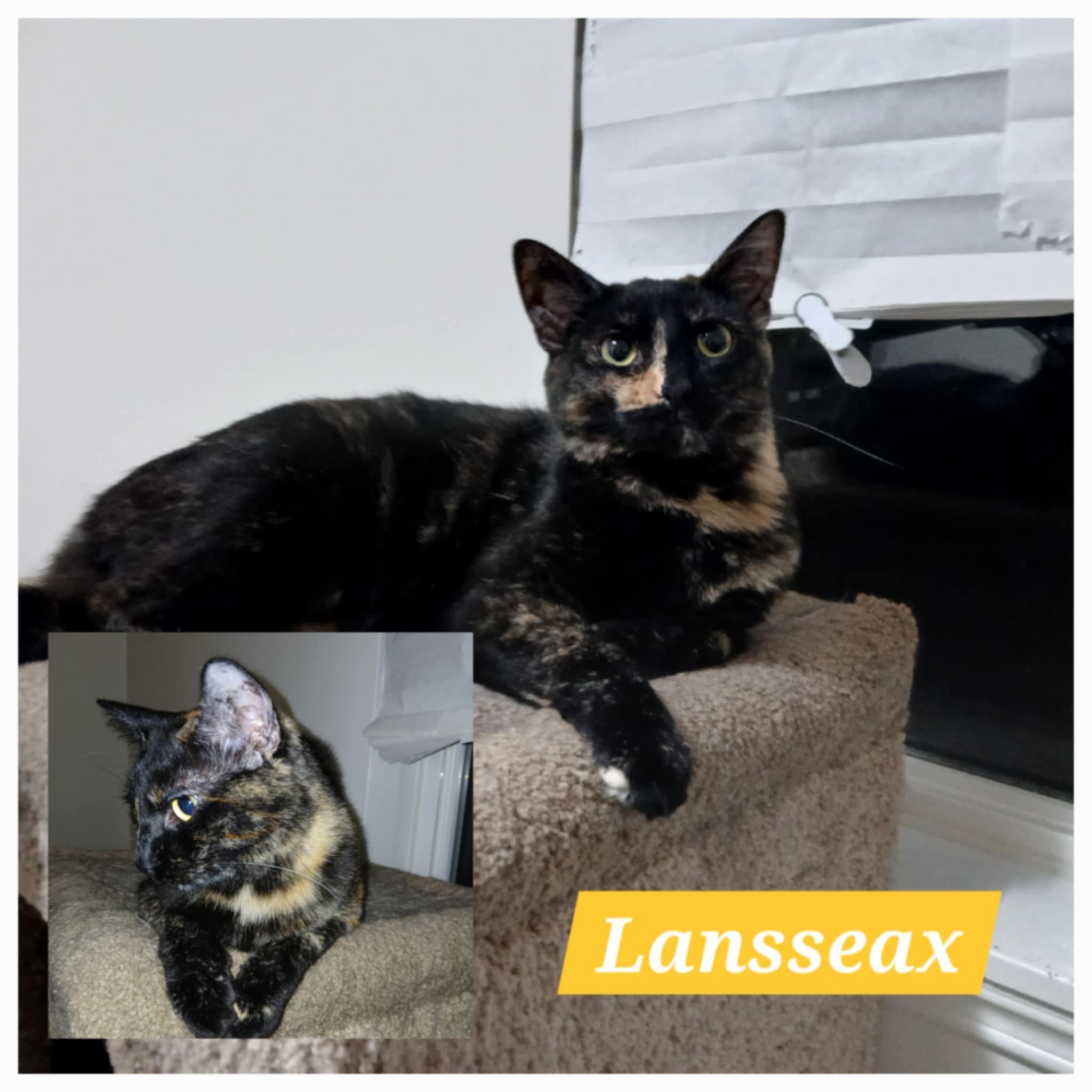 Lansseax