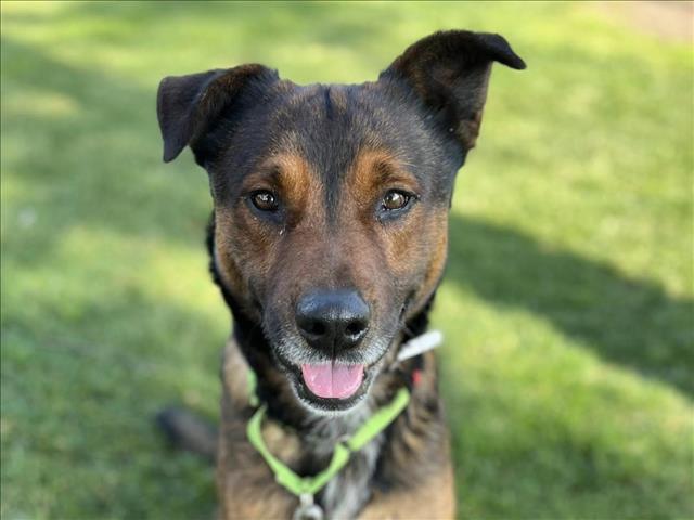 TERRY, Adoptable, Adult Male German Shepherd Dog & Mixed Breed.
