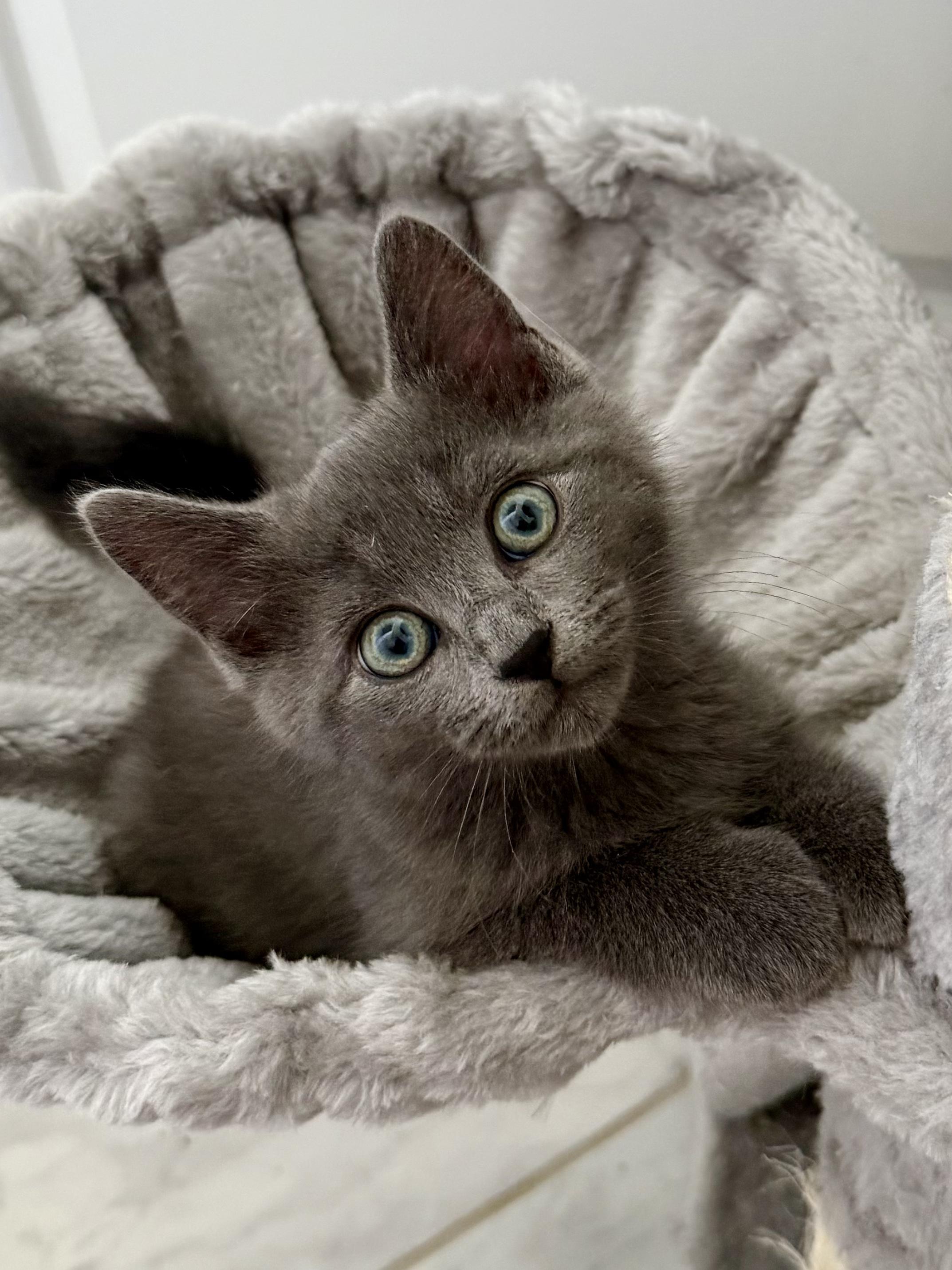Enlarge I See Stars - Orion, an adopted Domestic Short Hair in Leesburg, VA image 1/1