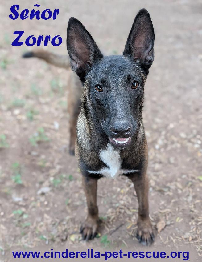 Senor Zorro, Adoptable, Puppy Male Belgian Shepherd / Malinois.