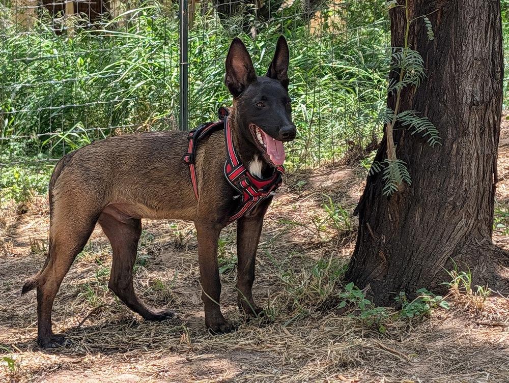 Enlarge Senor Zorro, a Adoptable Belgian Shepherd / Malinois in Mission, TX image 2/5