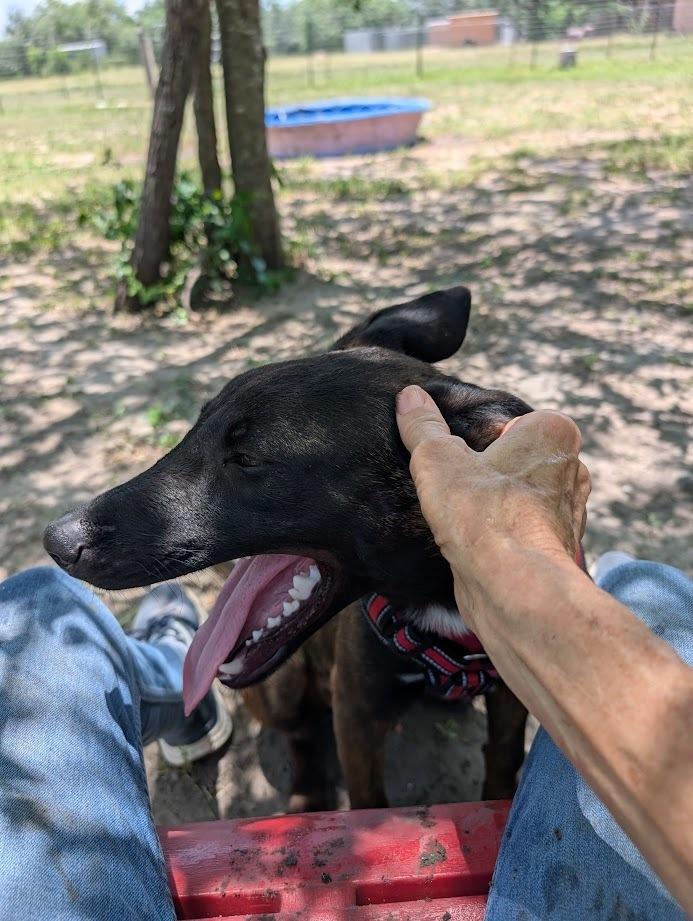 Enlarge Senor Zorro, a Adoptable Belgian Shepherd / Malinois in Mission, TX image 3/5