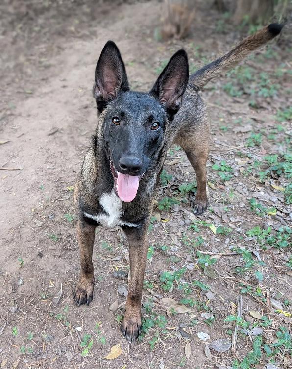 Enlarge Senor Zorro, a Adoptable Belgian Shepherd / Malinois in Mission, TX image 4/5