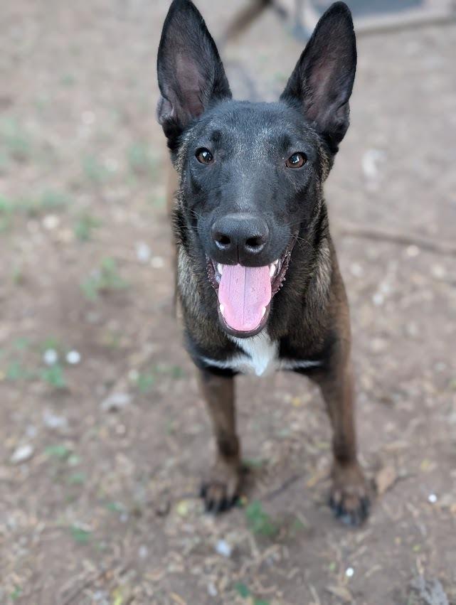 Enlarge Senor Zorro, a Adoptable Belgian Shepherd / Malinois in Mission, TX image 5/5