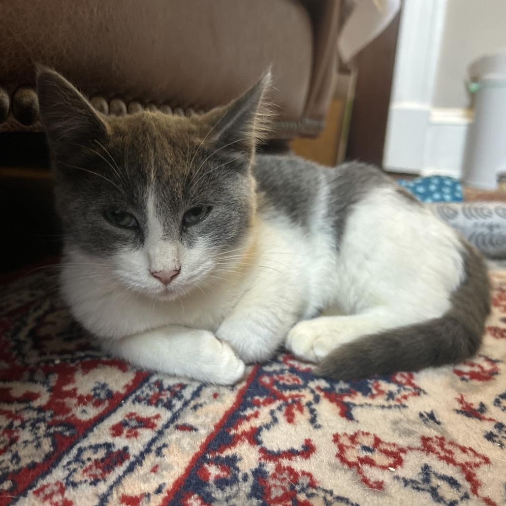 Enlarge Jai in Baltimore, MD -Adoption Pending-, a Adoptable Domestic Medium Hair in Alexandria, VA image 1/6