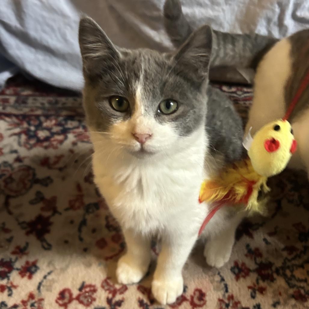 Enlarge Jai in Baltimore, MD -Adoption Pending-, a Adoptable Domestic Medium Hair in Alexandria, VA image 2/6