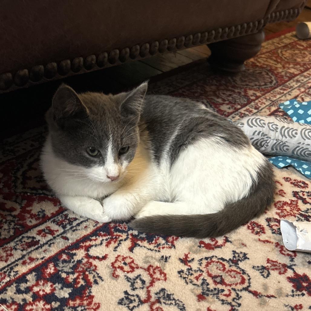 Enlarge Jai in Baltimore, MD -Adoption Pending-, a Adoptable Domestic Medium Hair in Alexandria, VA image 3/6