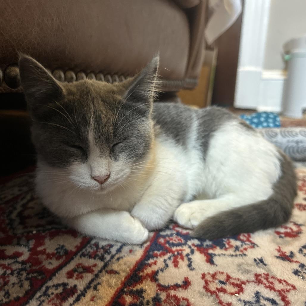 Enlarge Jai in Baltimore, MD -Adoption Pending-, a Adoptable Domestic Medium Hair in Alexandria, VA image 4/6