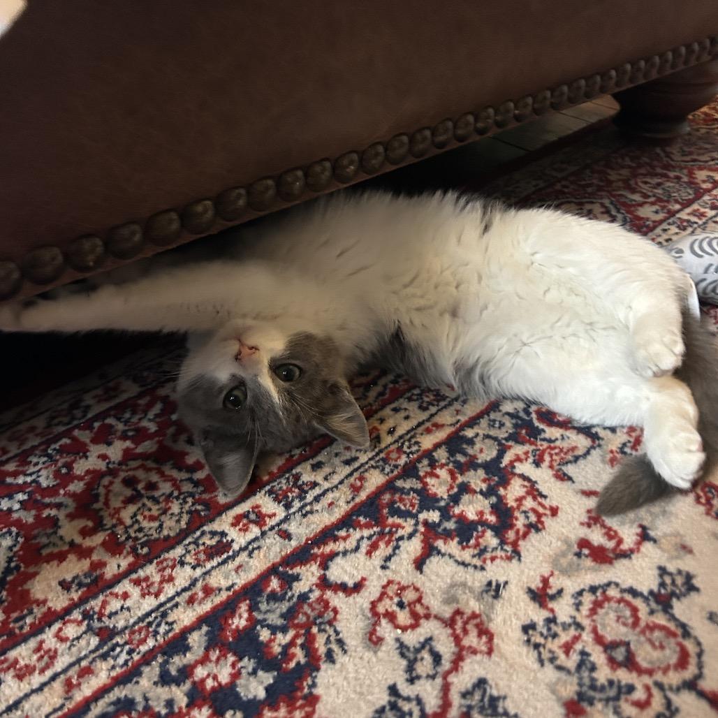 Enlarge Jai in Baltimore, MD -Adoption Pending-, a Adoptable Domestic Medium Hair in Alexandria, VA image 5/6