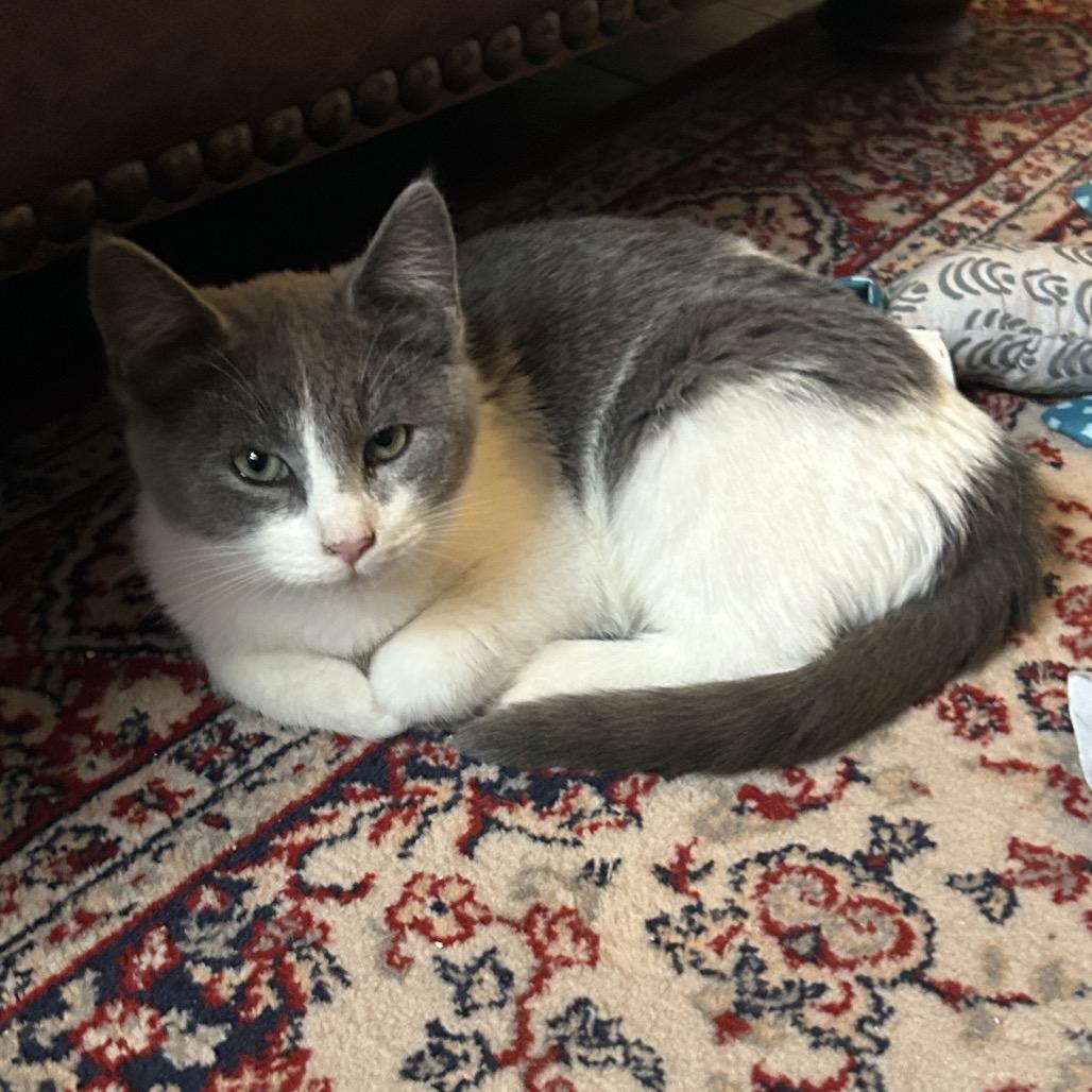 Enlarge Jai in Baltimore, MD -Adoption Pending-, a Adoptable Domestic Medium Hair in Alexandria, VA image 6/6