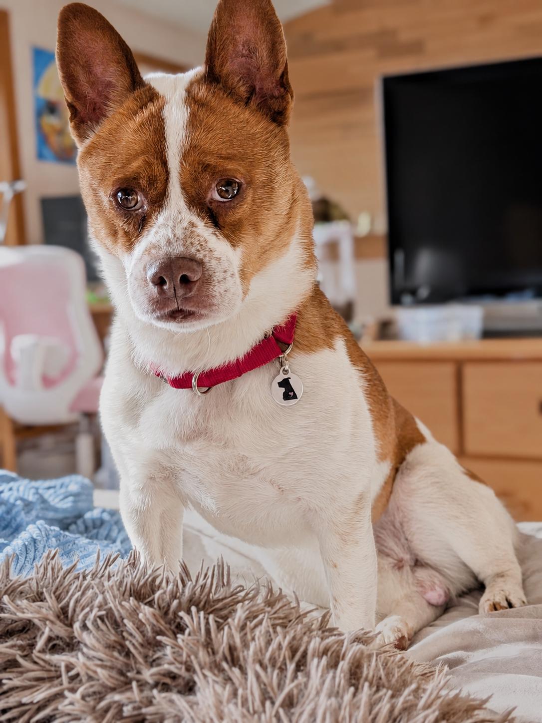 Enlarge Miso, a Adoptable mixed breed in Olympia, WA image 6/6