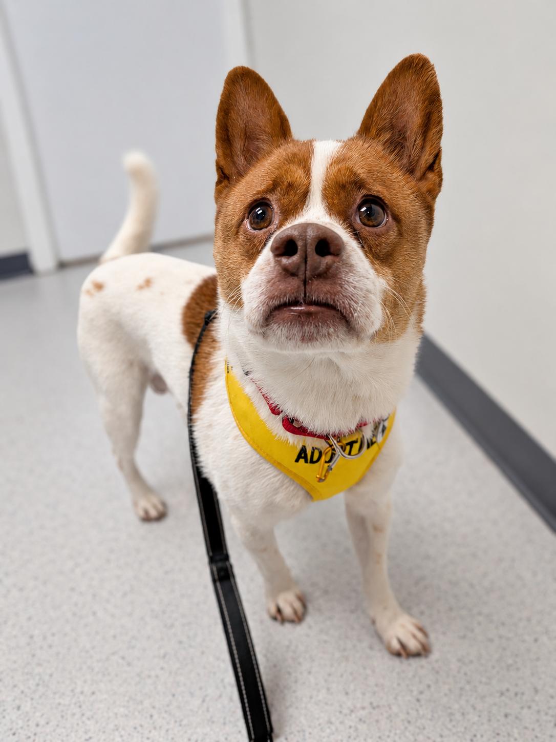 Enlarge Miso, a Adoptable mixed breed in Olympia, WA image 4/6