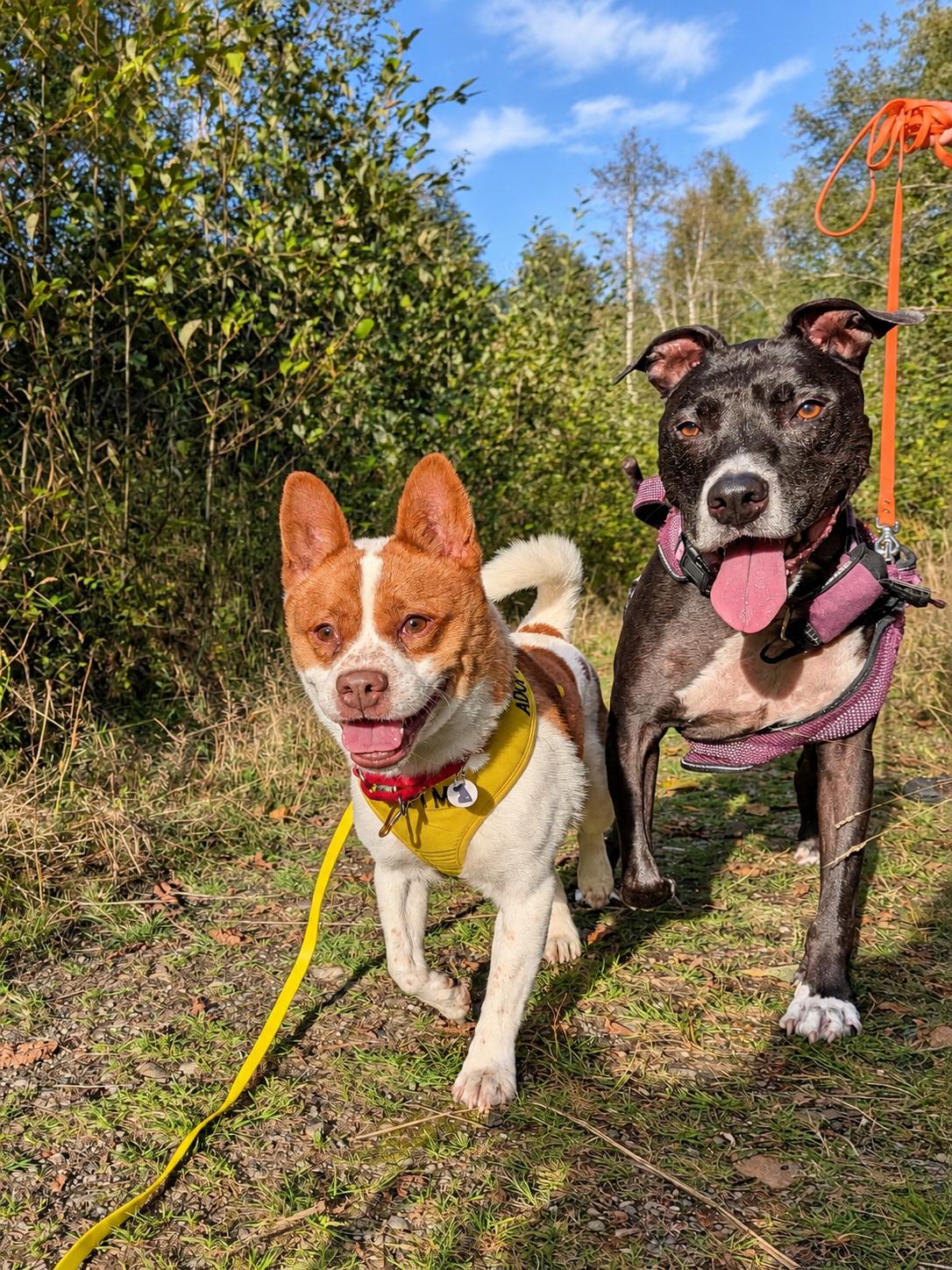 Enlarge Miso, a Adoptable mixed breed in Olympia, WA image 2/6