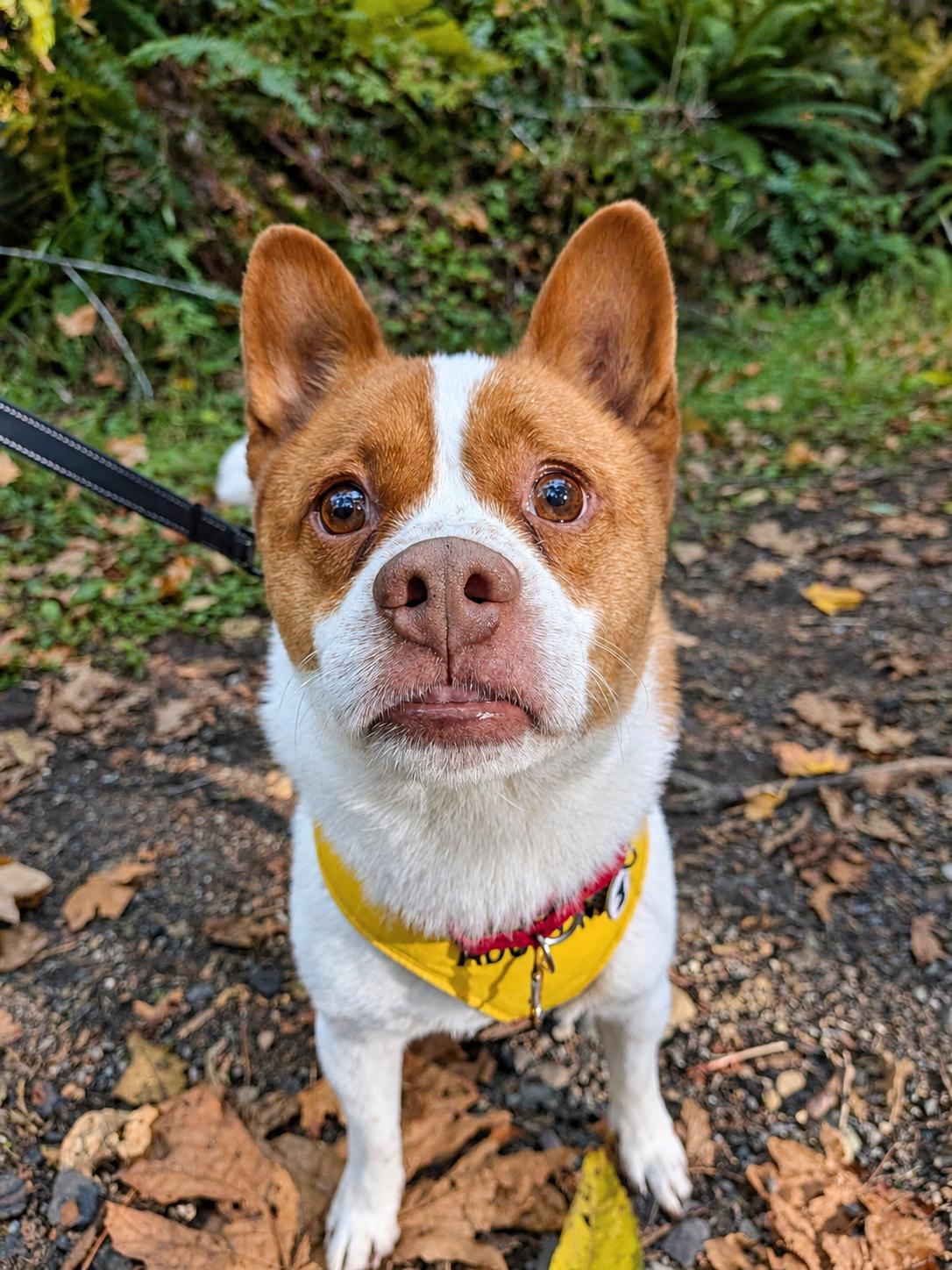 Miso, Adoptable, Adult Male Shiba Inu & French Bulldog.
