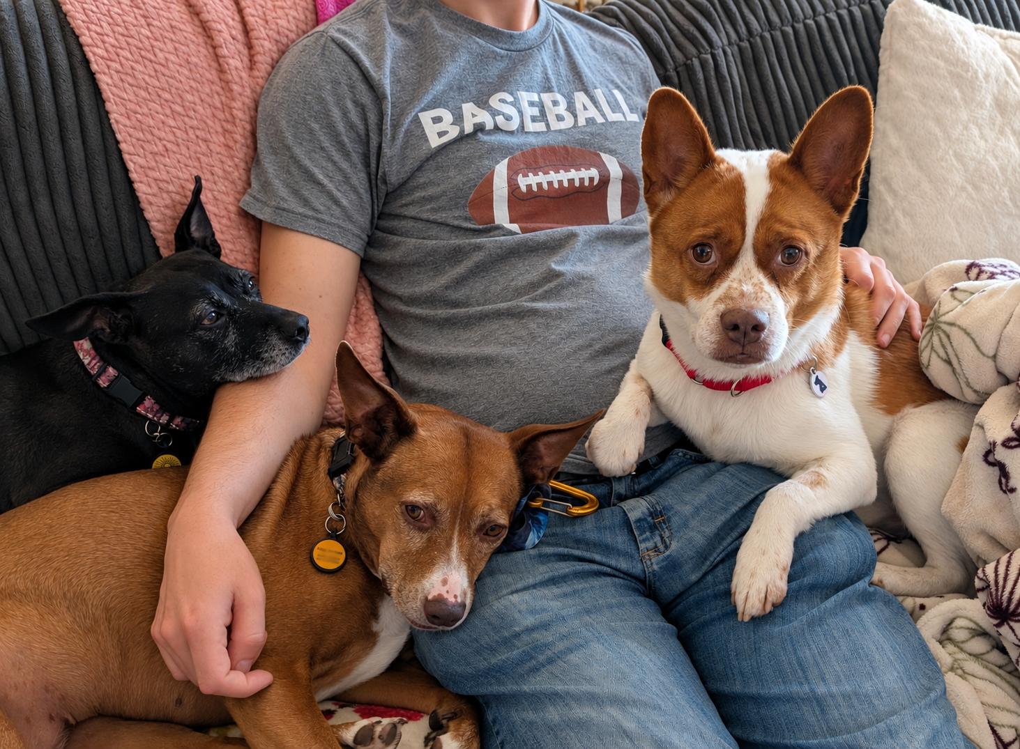 Enlarge Miso, a Adoptable mixed breed in Olympia, WA image 3/6