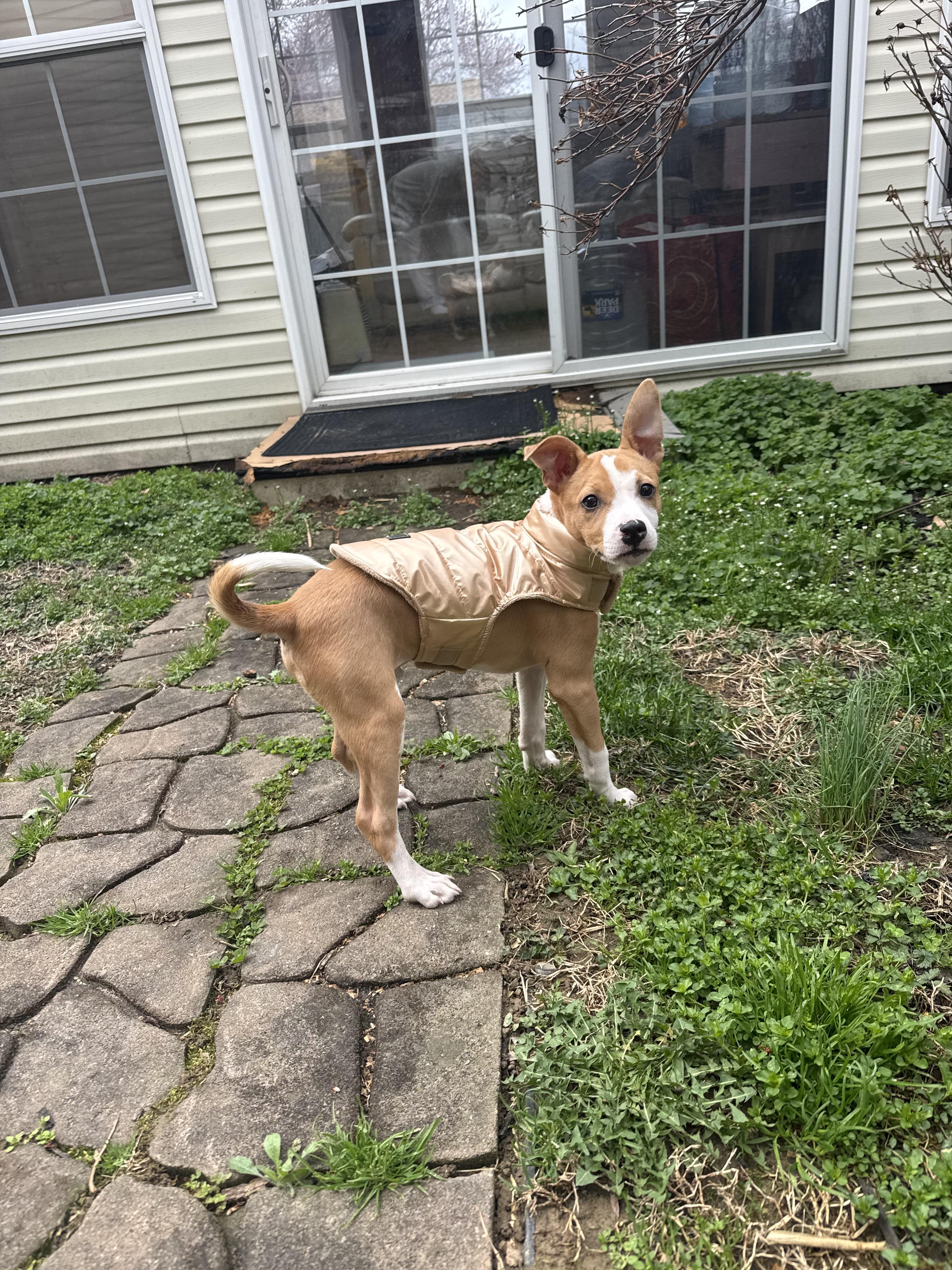 Enlarge Bruno, a ADOPTABLE mixed breed in Halethorpe, MD image 1/2