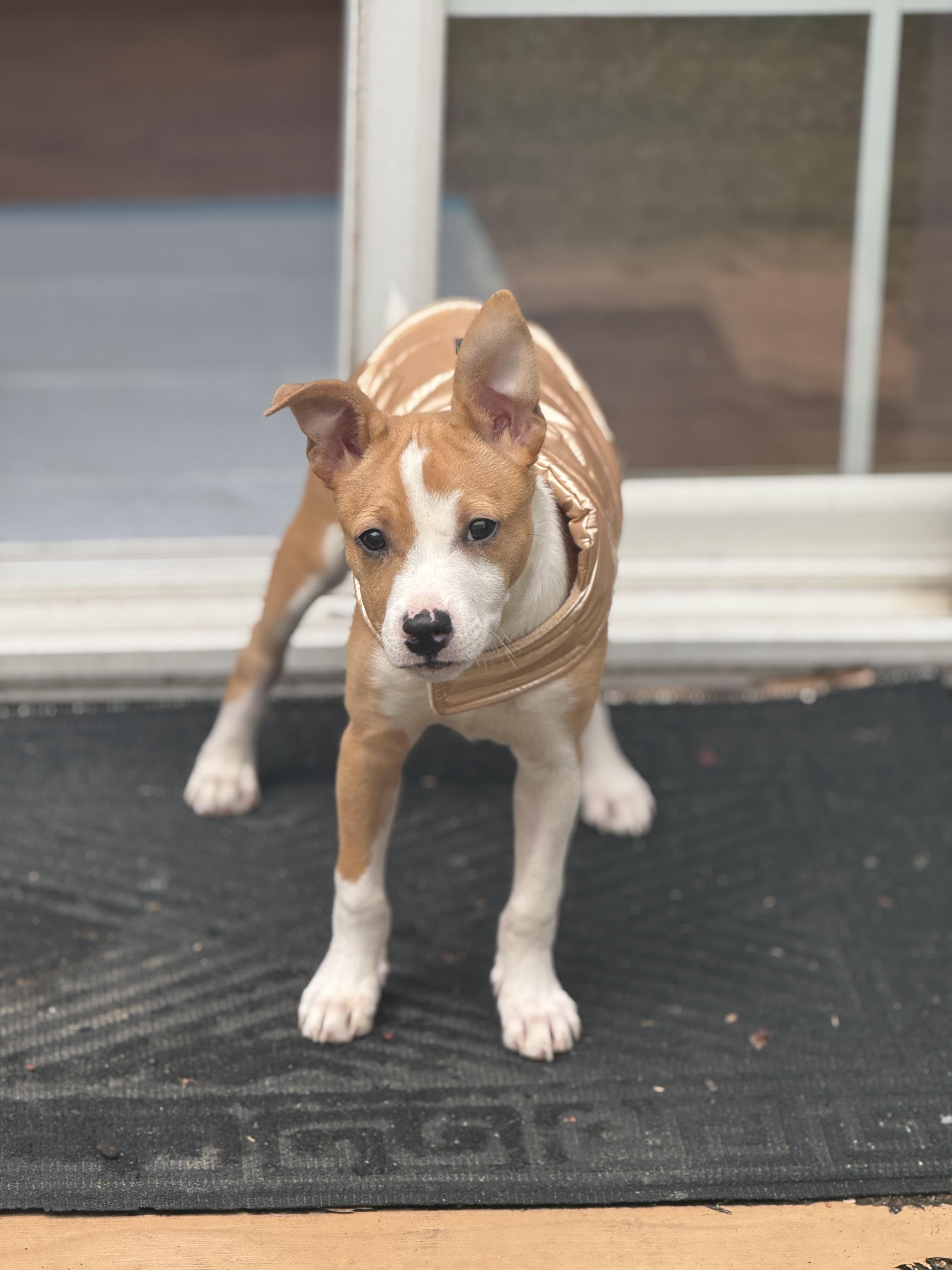 Enlarge Bruno, a ADOPTABLE mixed breed in Halethorpe, MD image 2/2