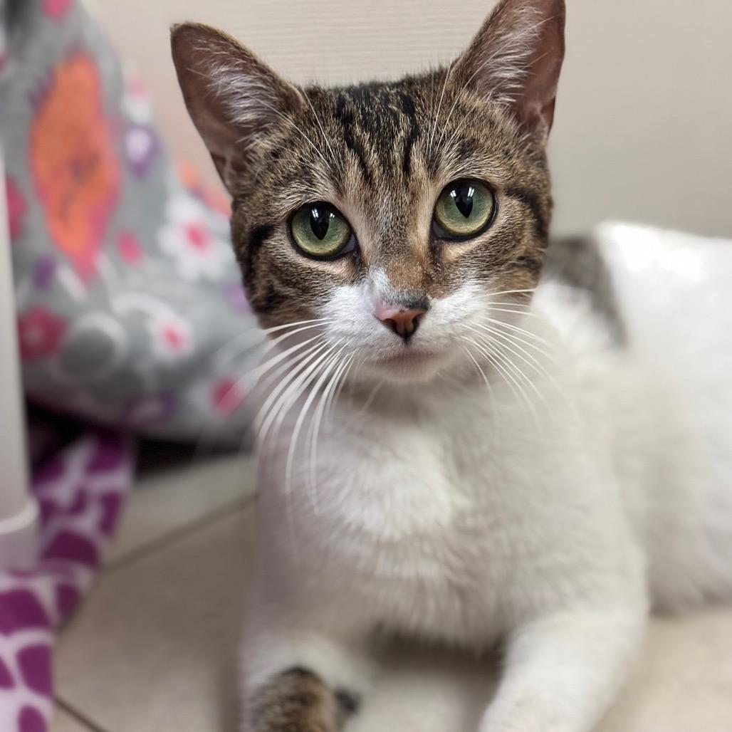 Moira, Adoptable, Adult Female Domestic Short Hair.