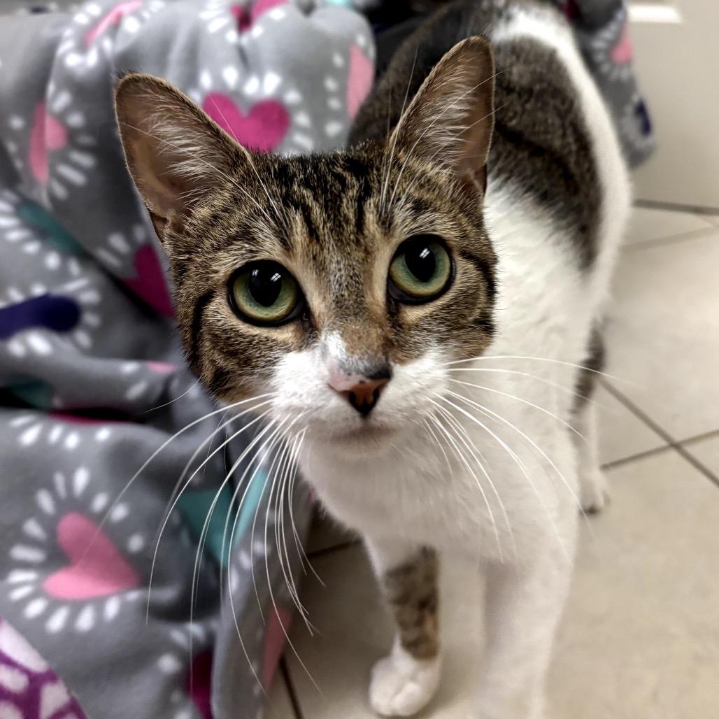 Enlarge Moira, a Adoptable Domestic Short Hair in Sunnyvale, CA image 2/3