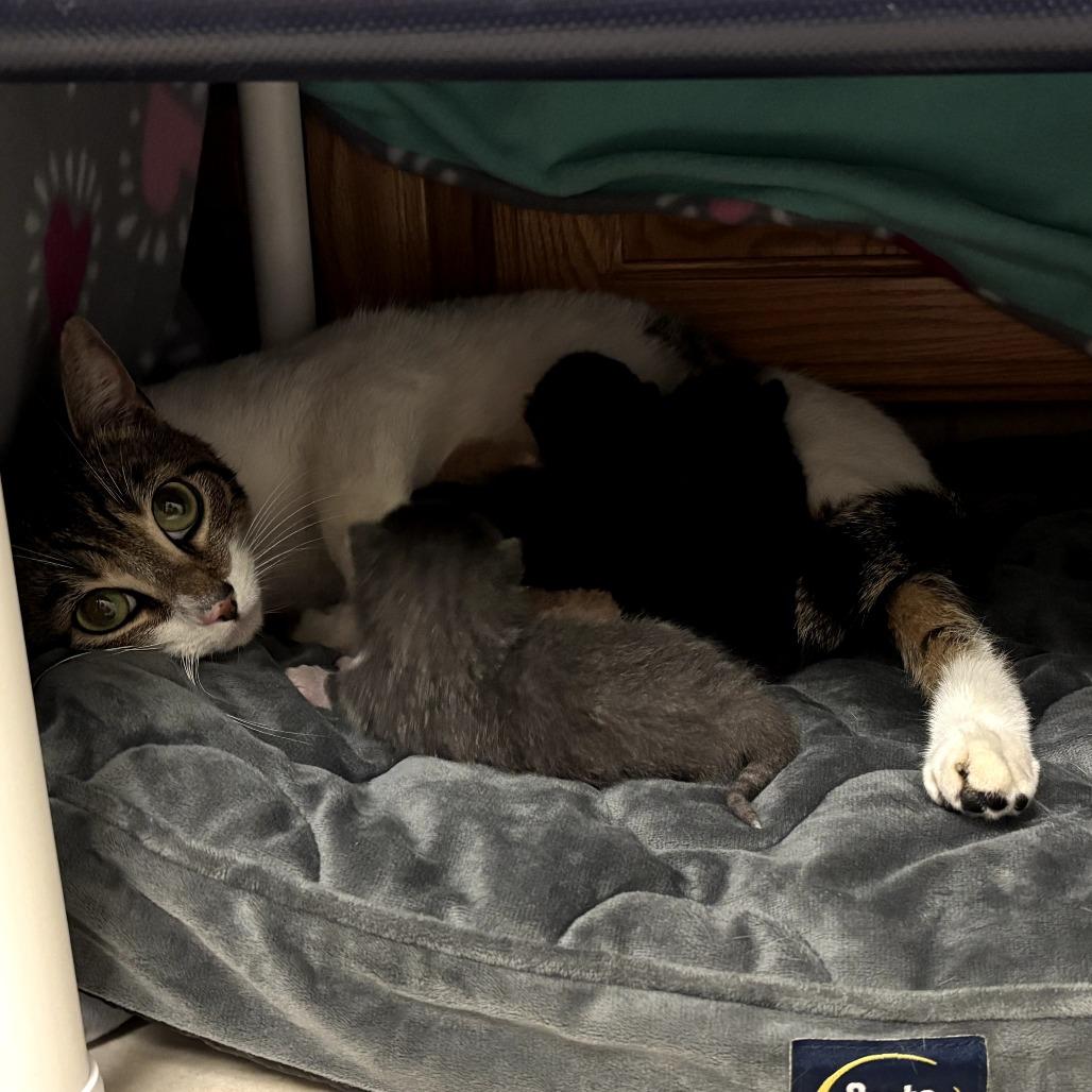 Enlarge Moira, a Adoptable Domestic Short Hair in Sunnyvale, CA image 3/3