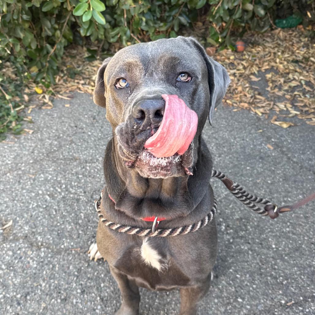 Enlarge Una, a Adoptable Cane Corso in Santa Barbara, CA image 1/3