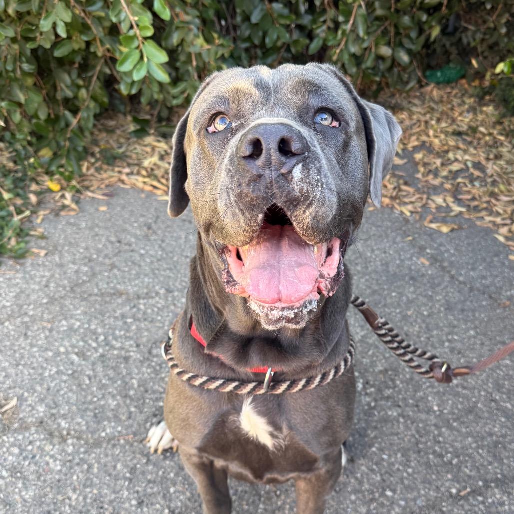Enlarge Una, a Adoptable Cane Corso in Santa Barbara, CA image 2/3