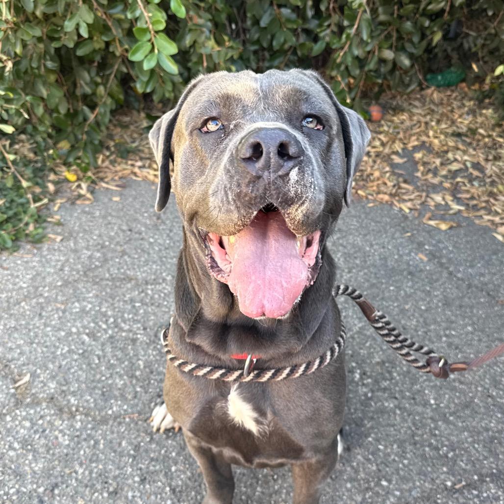 Enlarge Una, a Adoptable Cane Corso in Santa Barbara, CA image 3/3