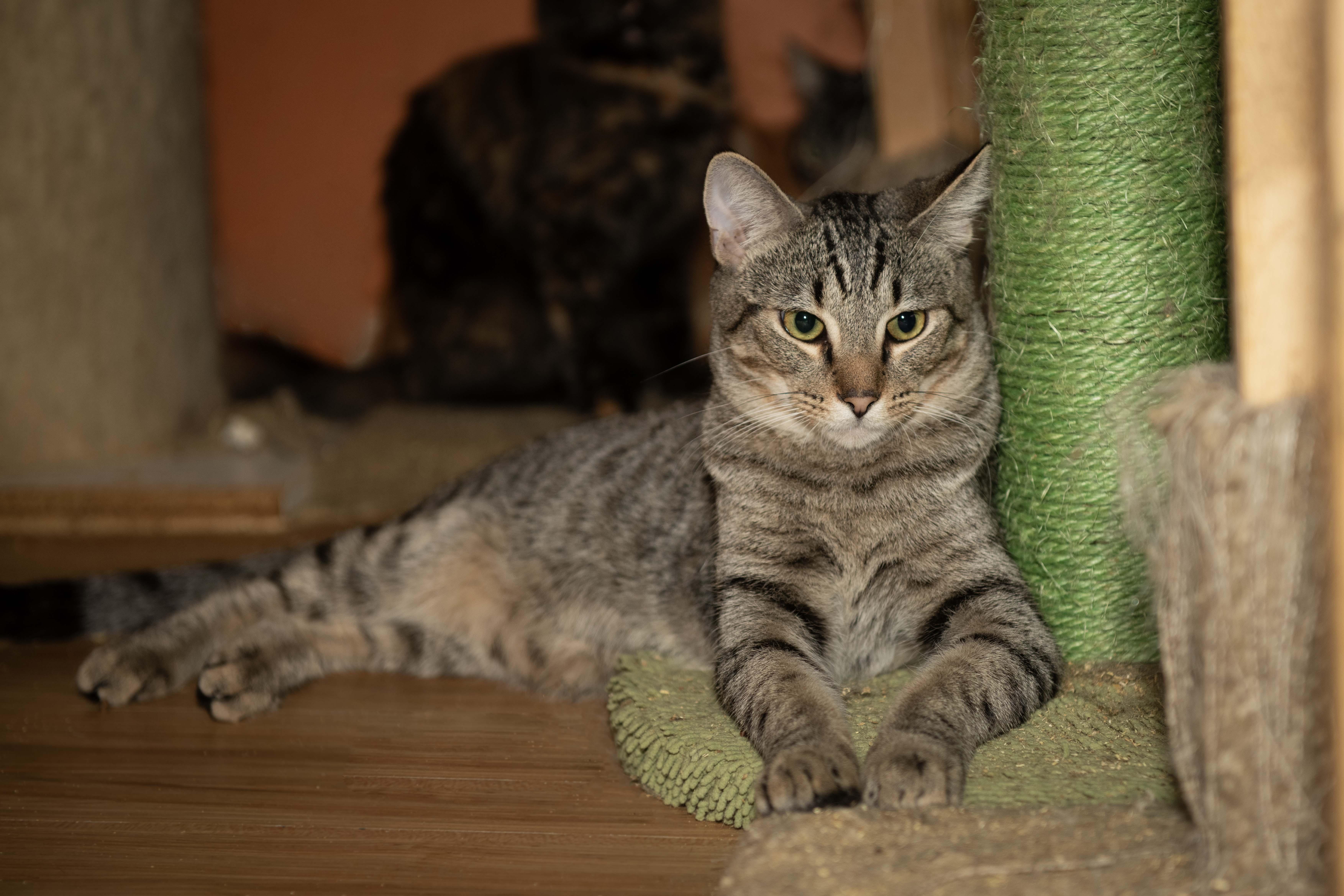T'Challah, Adoptable, Young Male American Shorthair.