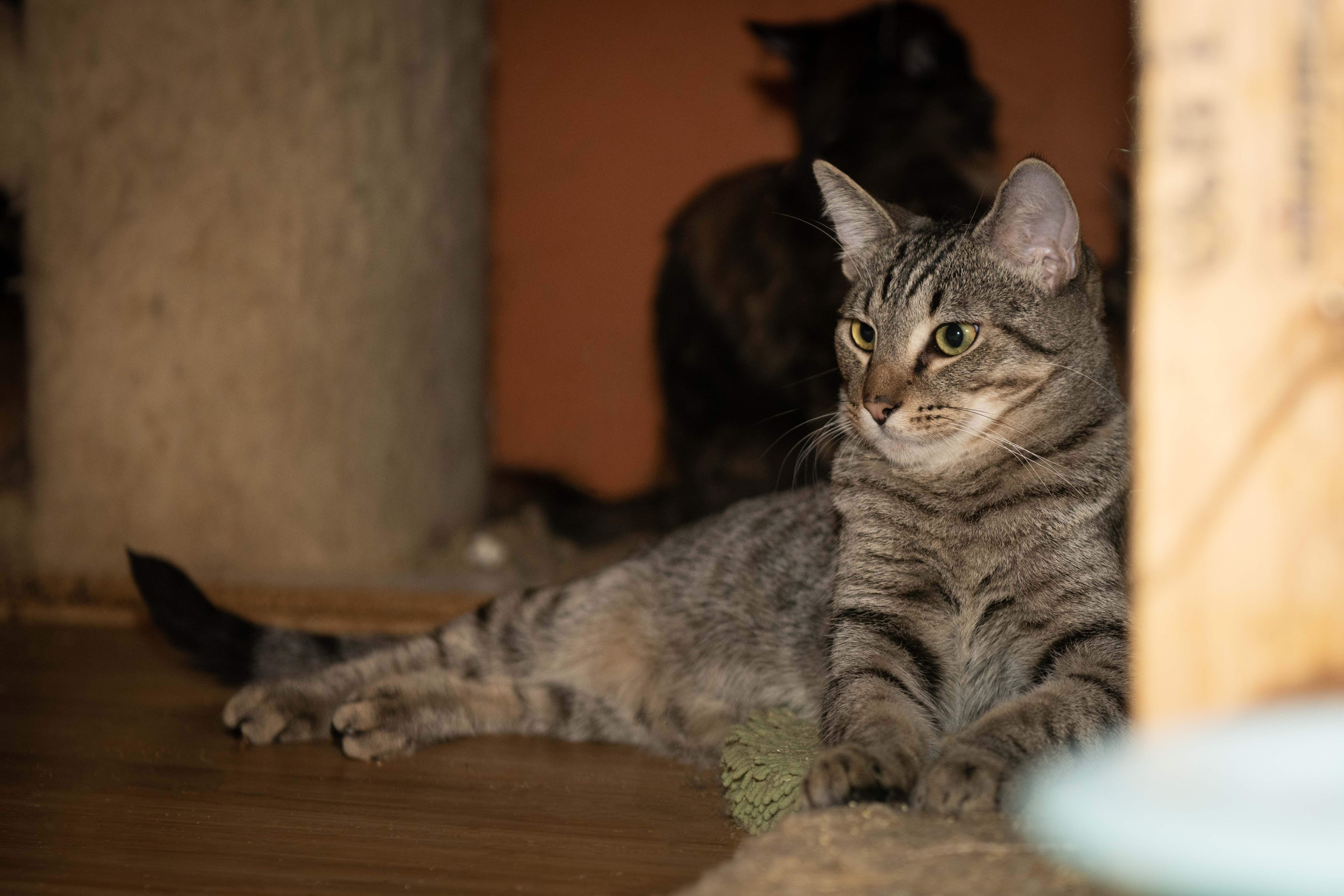 Enlarge T'Challah, a Adoptable American Shorthair in Panorama City, CA image 3/4