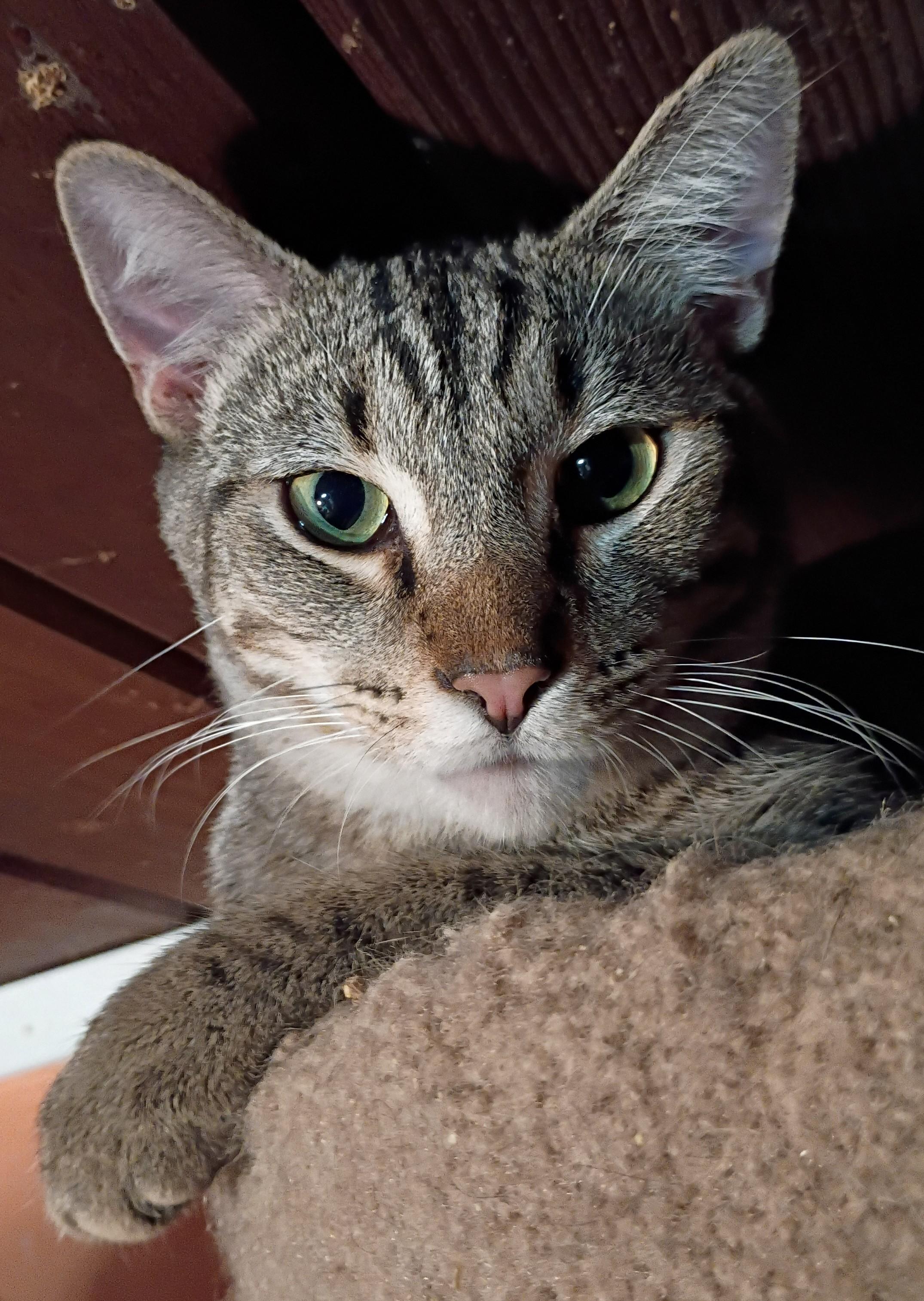 T'Challah, Adoptable, Young Male American Shorthair.