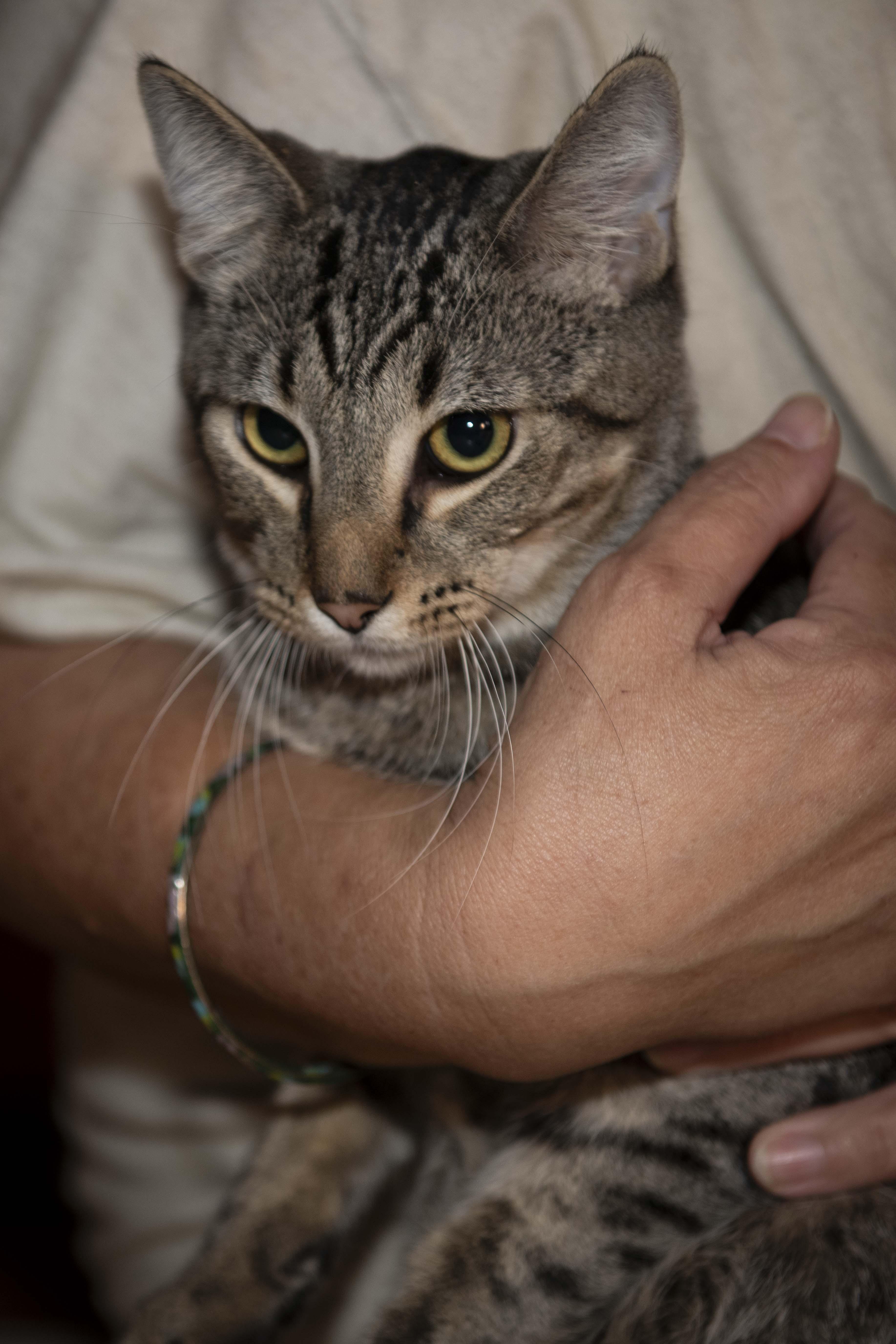 Enlarge T'Challah, a Adoptable American Shorthair in Panorama City, CA image 4/4