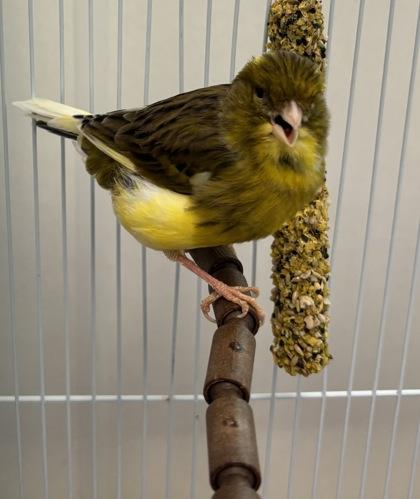 Enlarge Lemondrop, a Adoptable mixed breed in New Hope, PA image 1/2