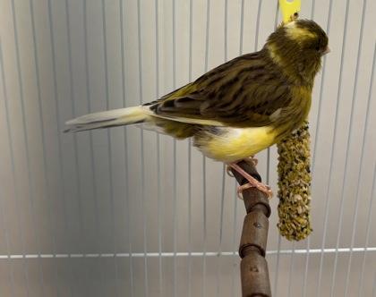 Enlarge Lemondrop, a Adoptable mixed breed in New Hope, PA image 2/2