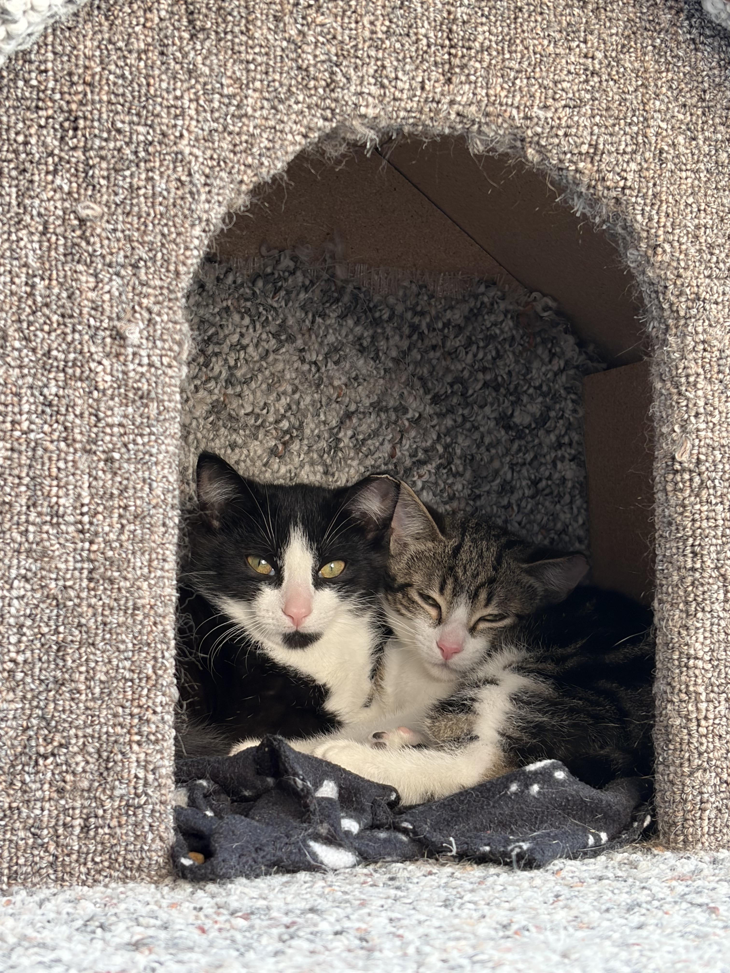 Enlarge Miguel, a Adopted Domestic Short Hair in Toronto, ON image 5/5