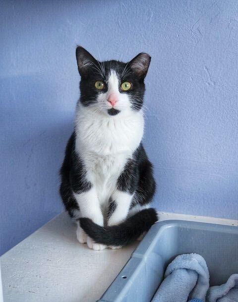 Miguel, Adopted, Kitten Male Domestic Short Hair.