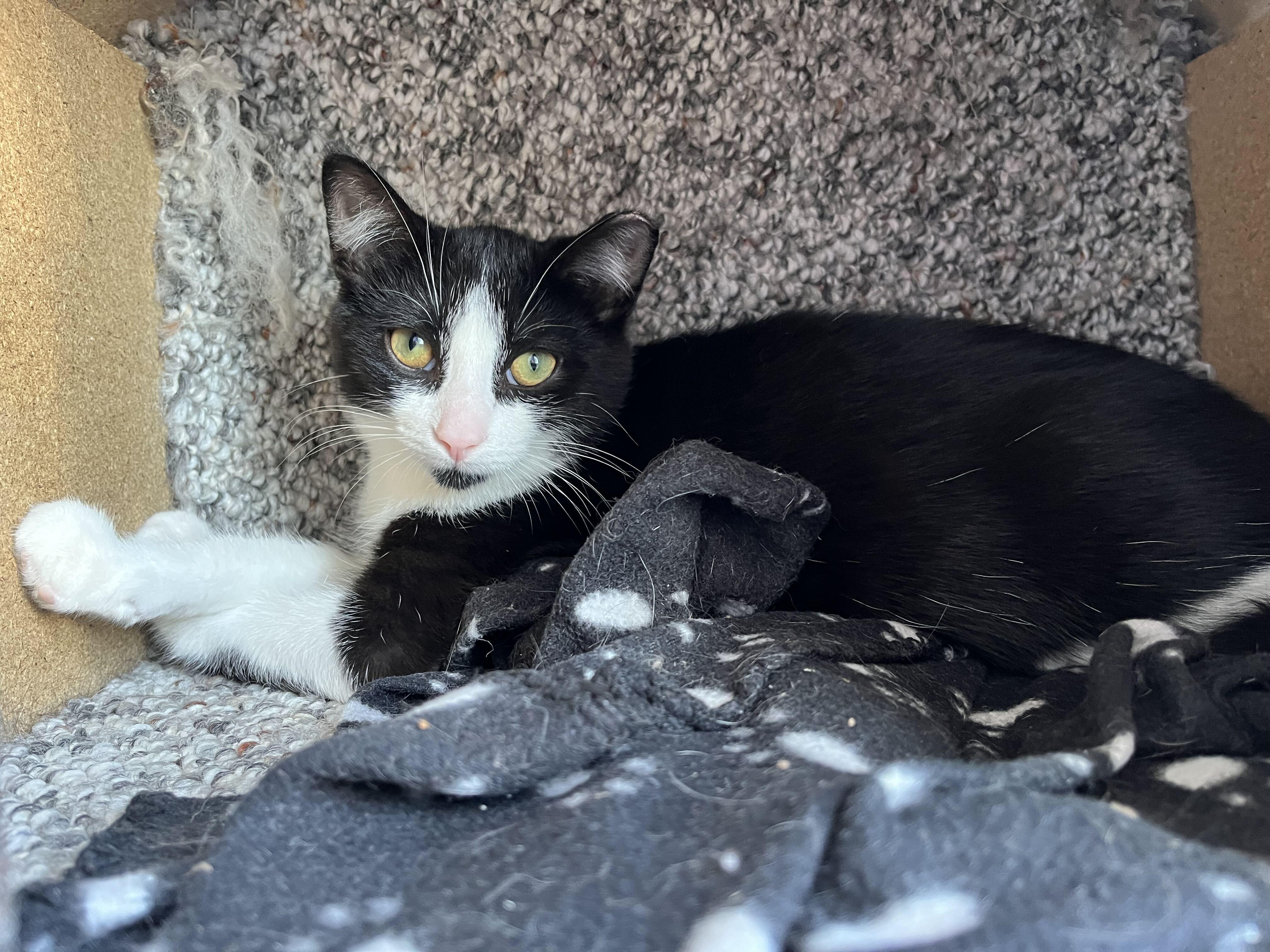 Enlarge Miguel, a Adopted Domestic Short Hair in Toronto, ON image 3/5