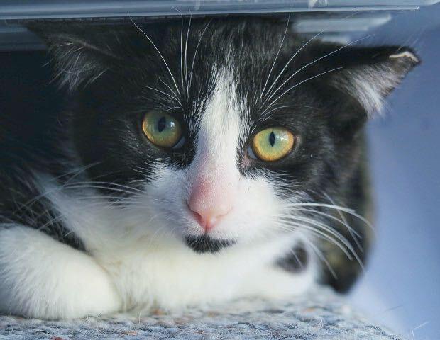 Enlarge Miguel, a Adopted Domestic Short Hair in Toronto, ON image 2/5