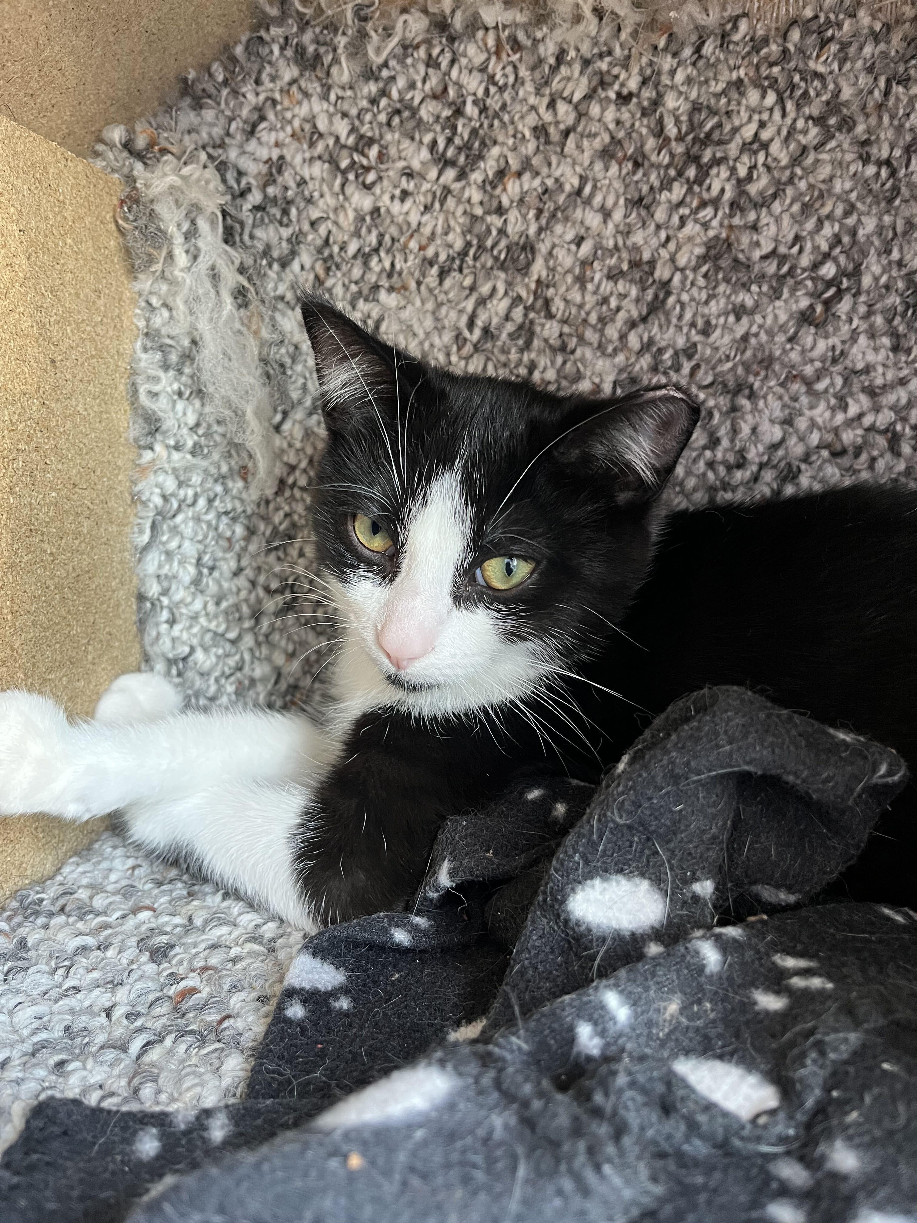 Enlarge Miguel, a Adopted Domestic Short Hair in Toronto, ON image 4/5