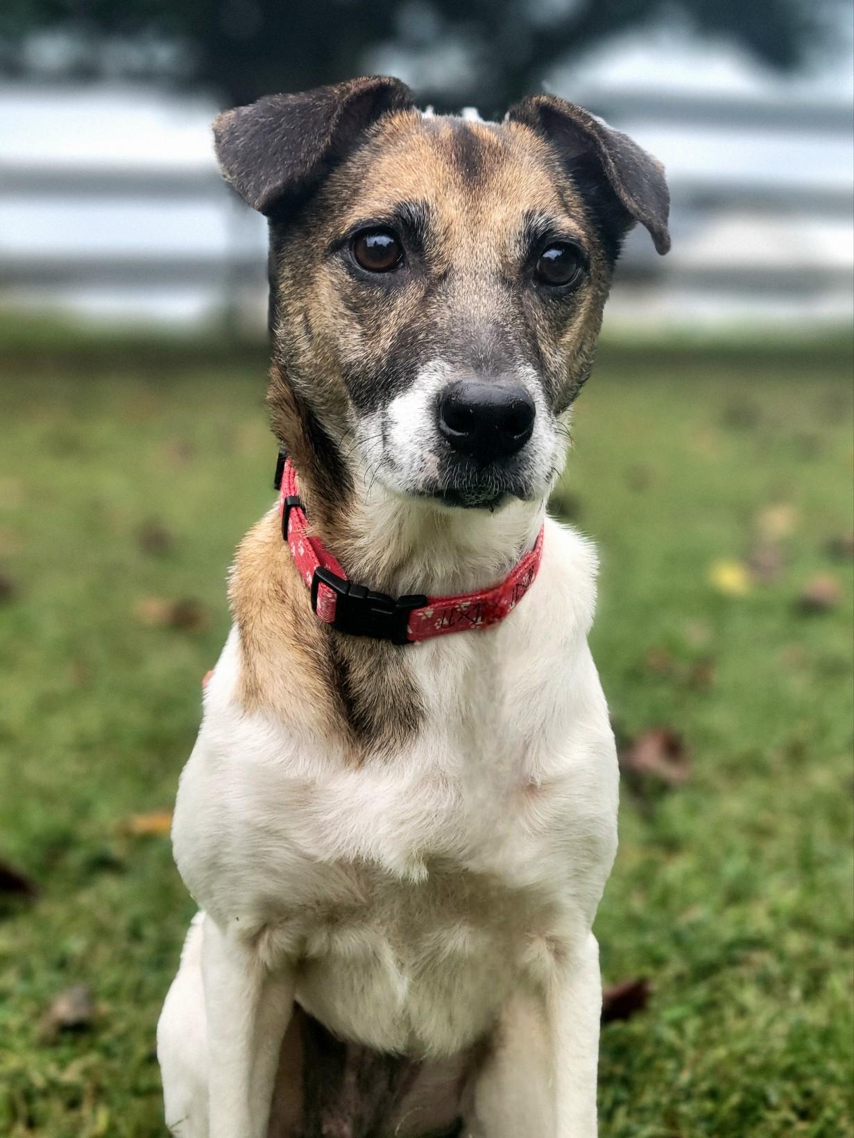 Penny, a Adoptable mixed breed in Statesville, NC image 1/6