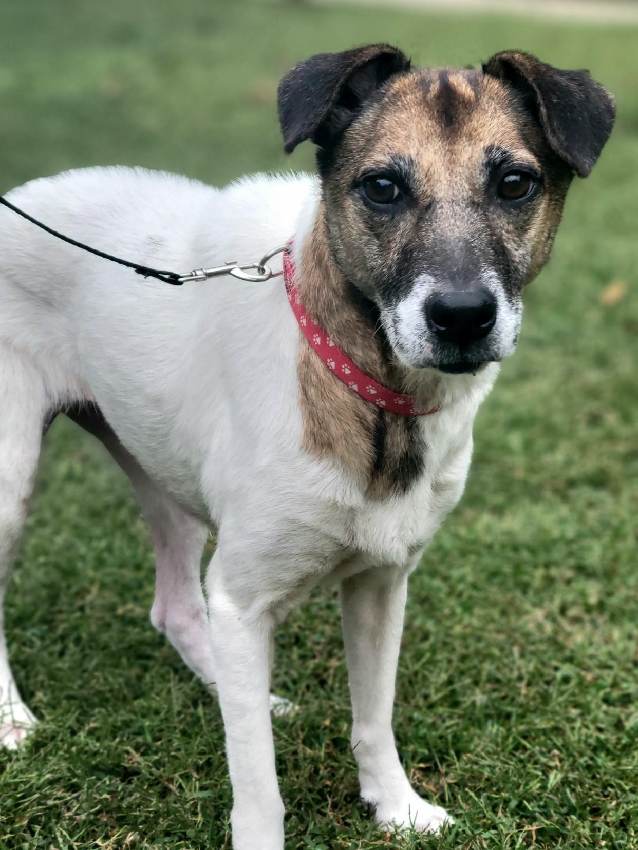 Penny, a Adoptable mixed breed in Statesville, NC image 2/6