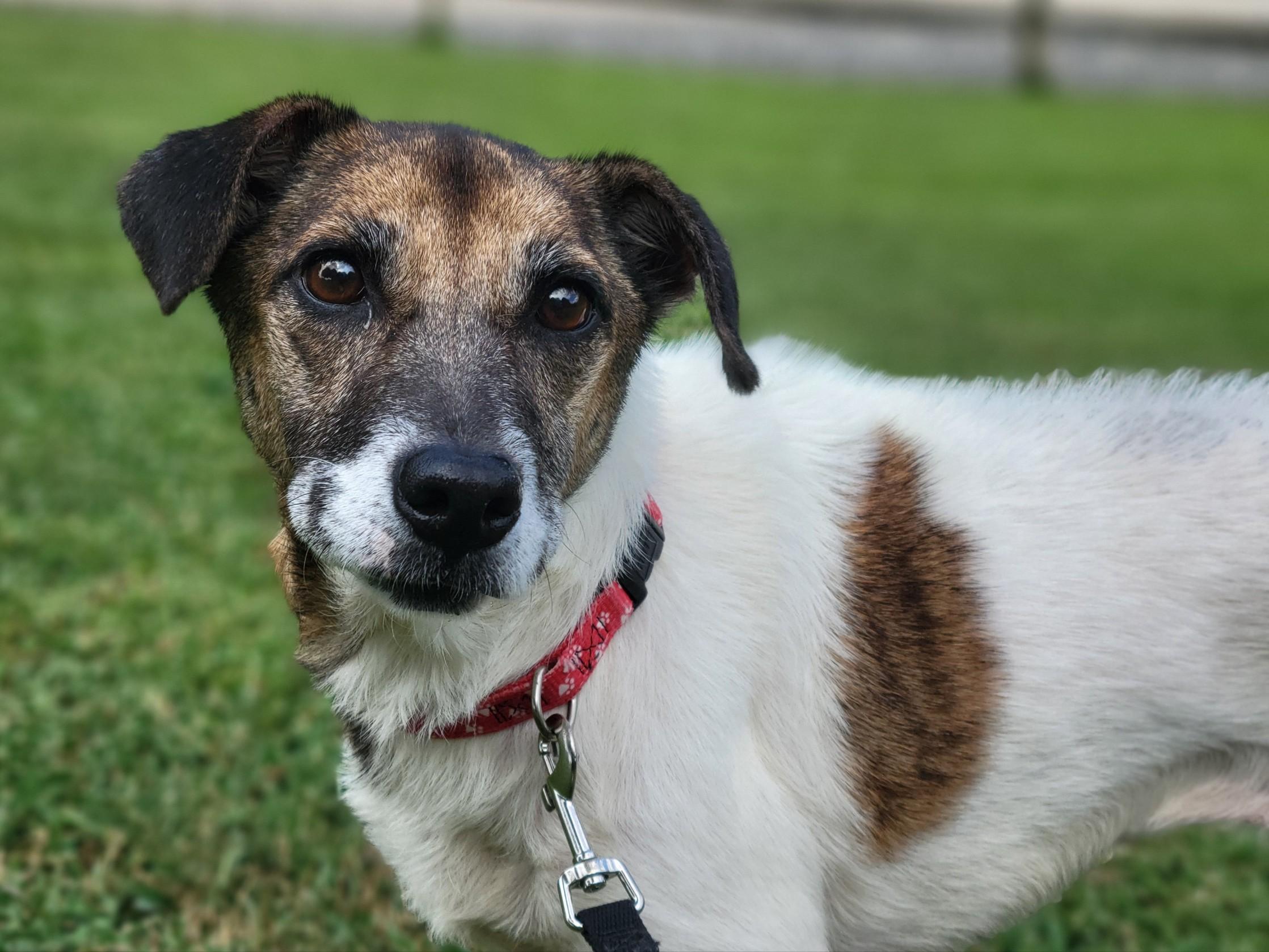 Penny, a Adoptable mixed breed in Statesville, NC image 3/6