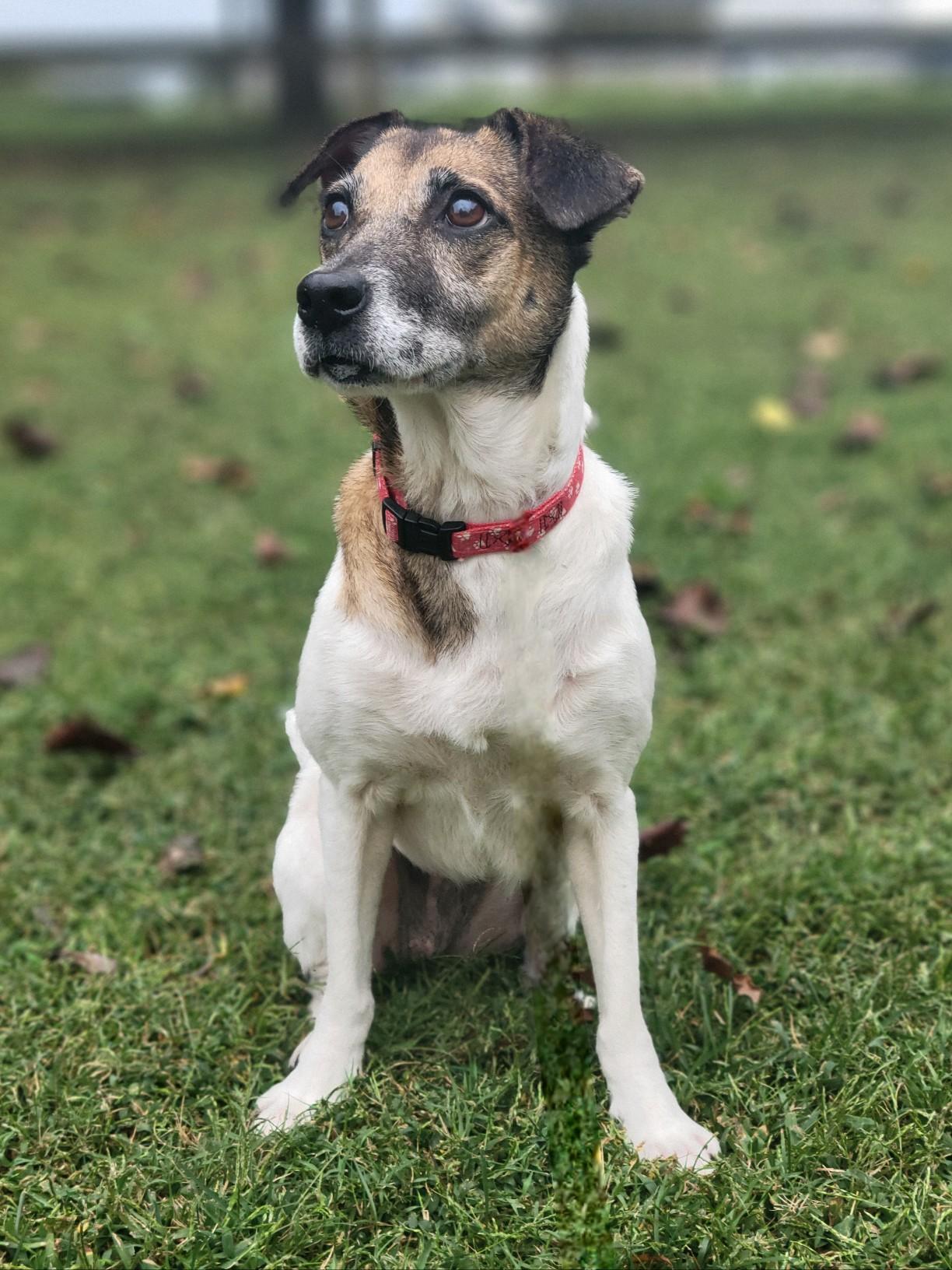 Penny, a Adoptable mixed breed in Statesville, NC image 4/6