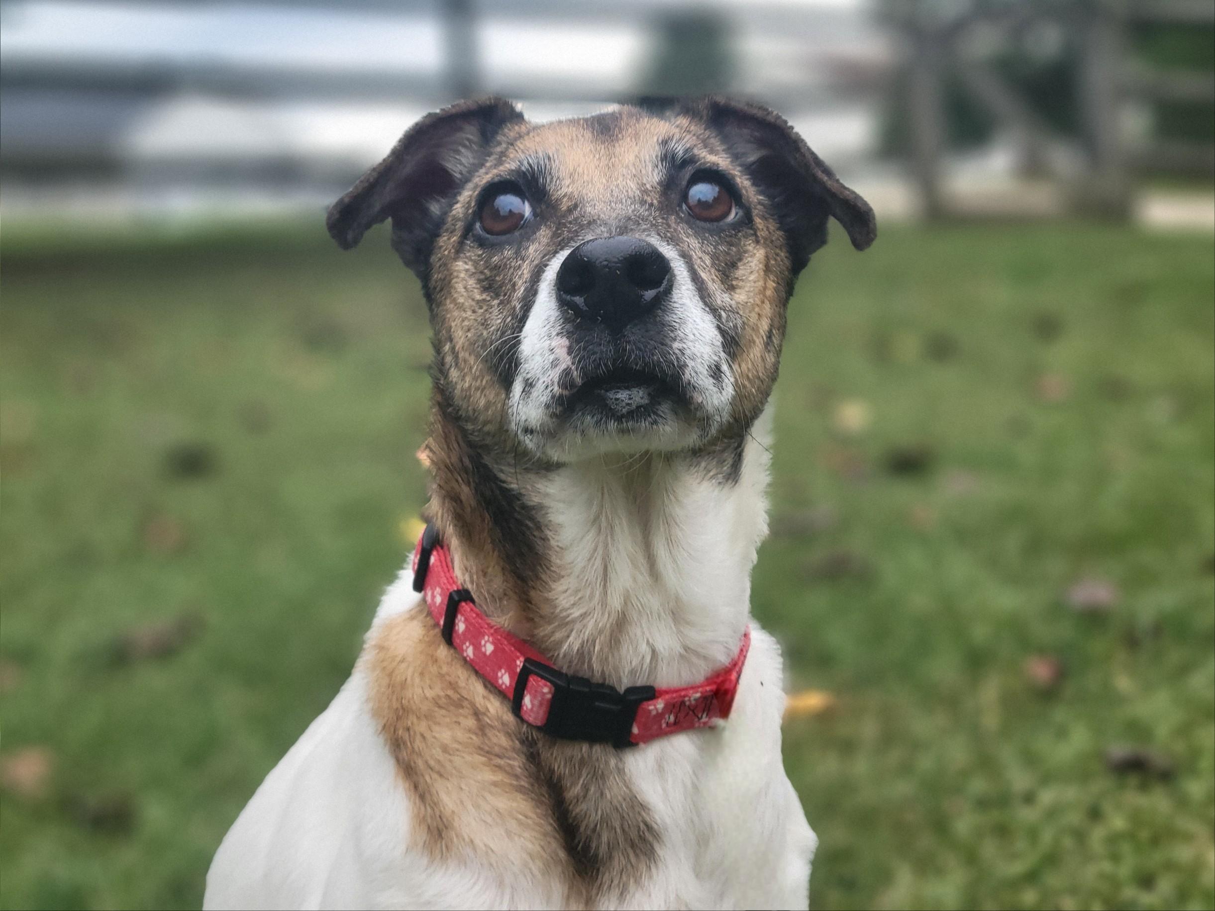 Penny, a Adoptable mixed breed in Statesville, NC image 5/6