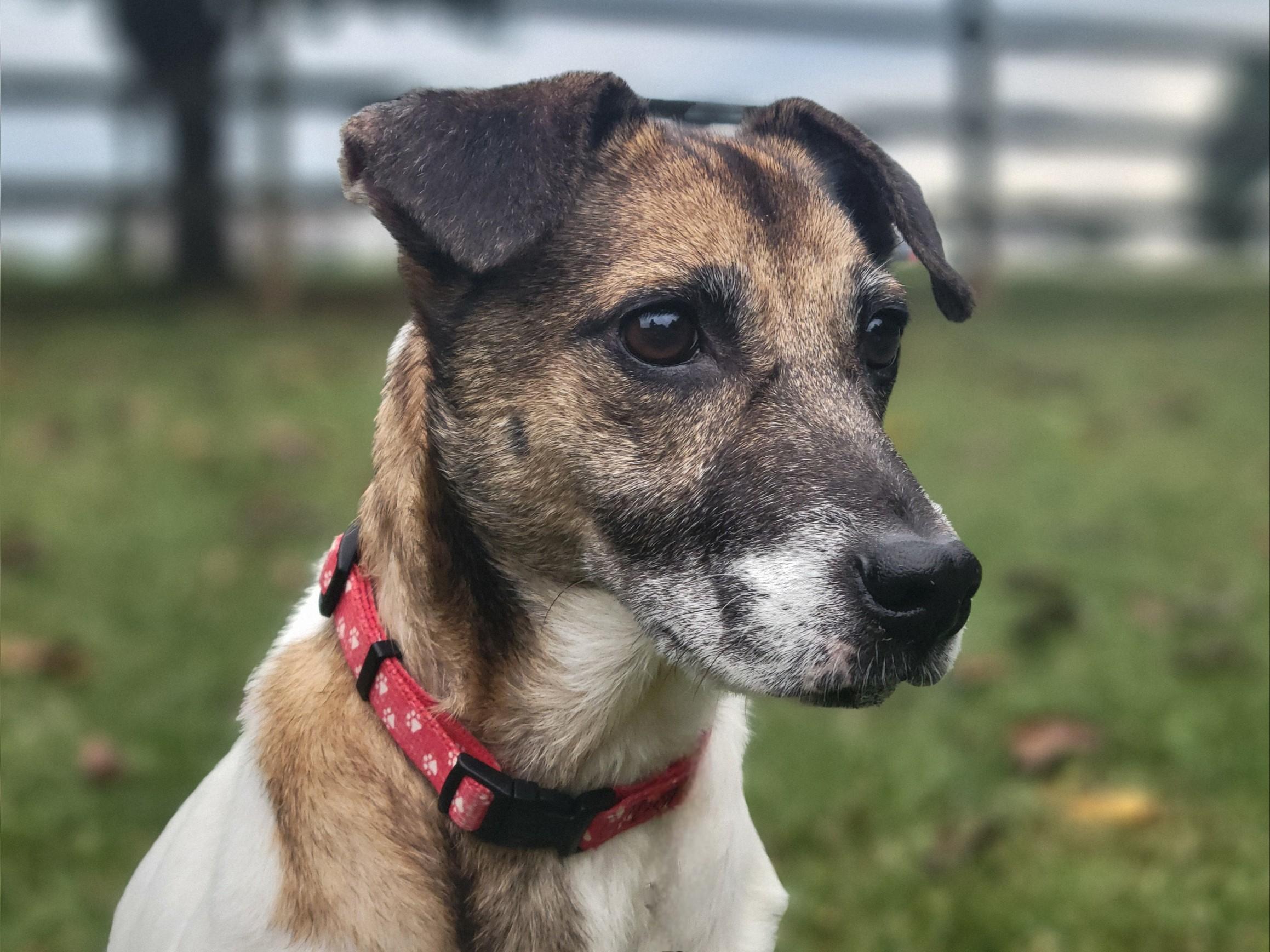 Penny, a Adoptable mixed breed in Statesville, NC image 6/6