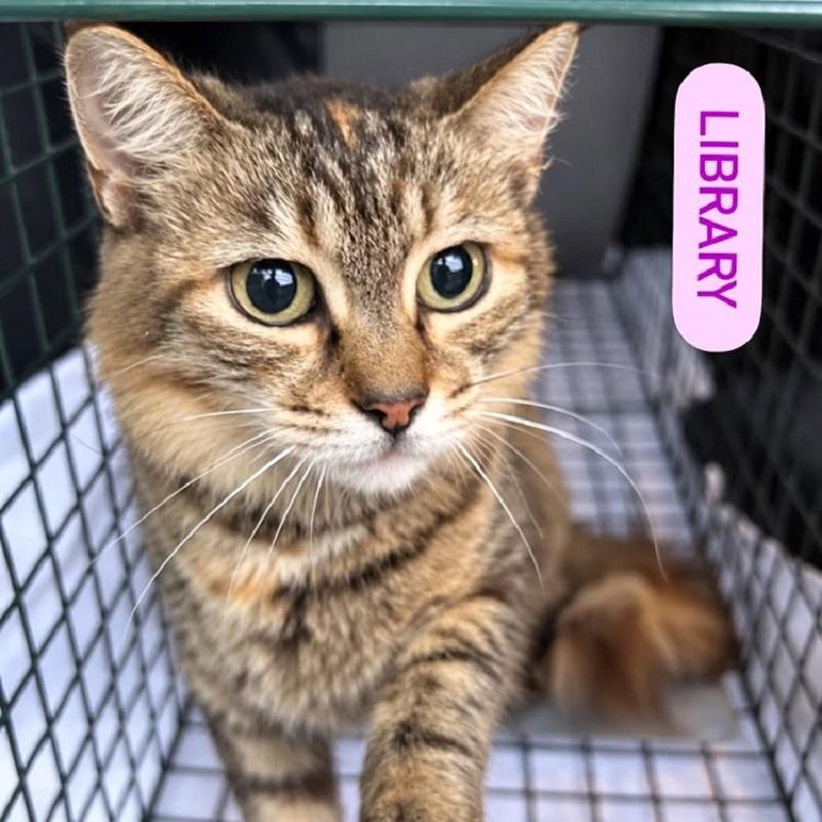 LIBRARY, Adopted, Adult Female Tabby.