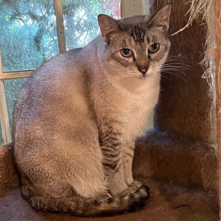 Cat for adoption FREE BARN CATS, a Siamese in Danbury, CT Petfinder