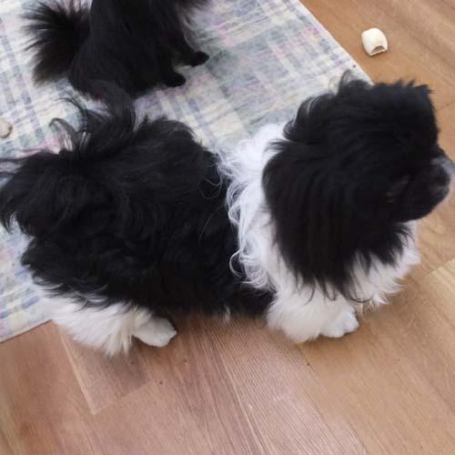 DEWEY, an adoptable Pekingese in Trufant, MI, 49347 | Photo Image 2